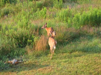 Deer