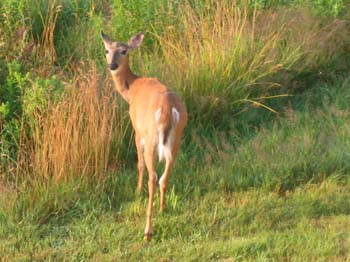 Deer2
