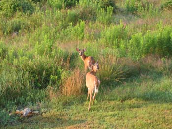 Deer3