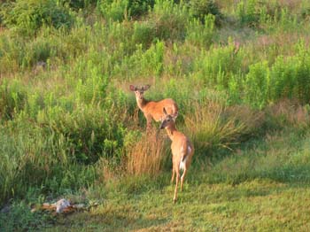 Deer4