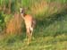 Deer2