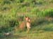 Deer3